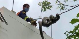 Bangkok fångar 60 000 ormar per år, En rapporteras var 15:e minut