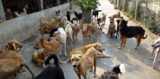 Pattaya tillkännager nuvarande regler för djurägare