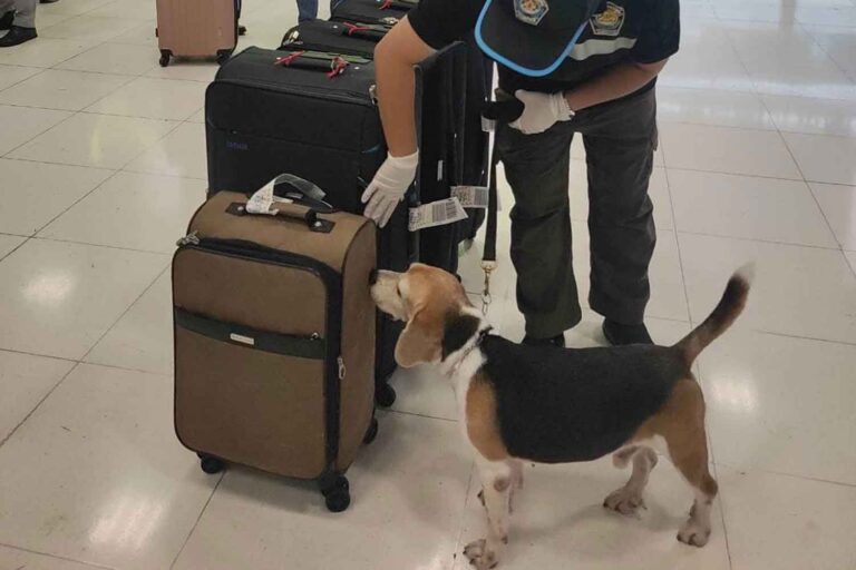Resenärer som ertappades med att smuggla kött till Thailand riskerar att få fängelse