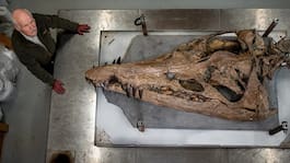 Forskarna om jättedjuret: ”En undervattens-t-rex”
