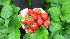 8-åriga pojken åt  jordgubbar – dog