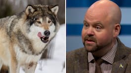 Peter Kullgren om vargen: ”Kommer bli brutalt kostsamt”