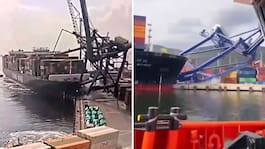 Gigantiska kranarna  kollapsar – flyr i panik