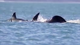 Späckhuggare mot vithaj – över snabbt på minuter