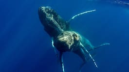 ”Homosexuella” valarna fotade för första gången