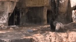 Tror gorillan är inlåst  – är ett stort misstag