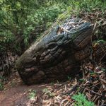 Dragon Stone