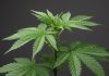 Cannabis blir receptbelagt – 12 000 butiker måste stänga eller bli kliniker Cannabisplanta mot mörk bakgrund