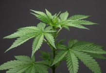 Cannabis blir receptbelagt – 12 000 butiker måste stänga eller bli kliniker Cannabisplanta mot mörk bakgrund