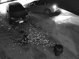 Kvinna körde på sin ex-pojkvän med bilen i Chiang Mai
