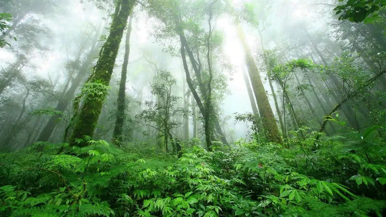 Dimmig bergsregnskog med höga träd och tät ormbunksvegetation i Doi Inthanons nationalpark.