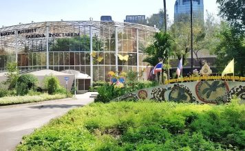 Fjärilsträdgården i Chatuchak – gratis och mitt i Bangkok