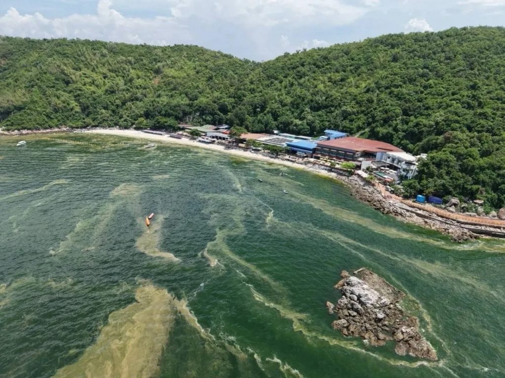 Flygbild över en strand på Koh Larn där grönbruna slingor av plankton driver in mot klipporna