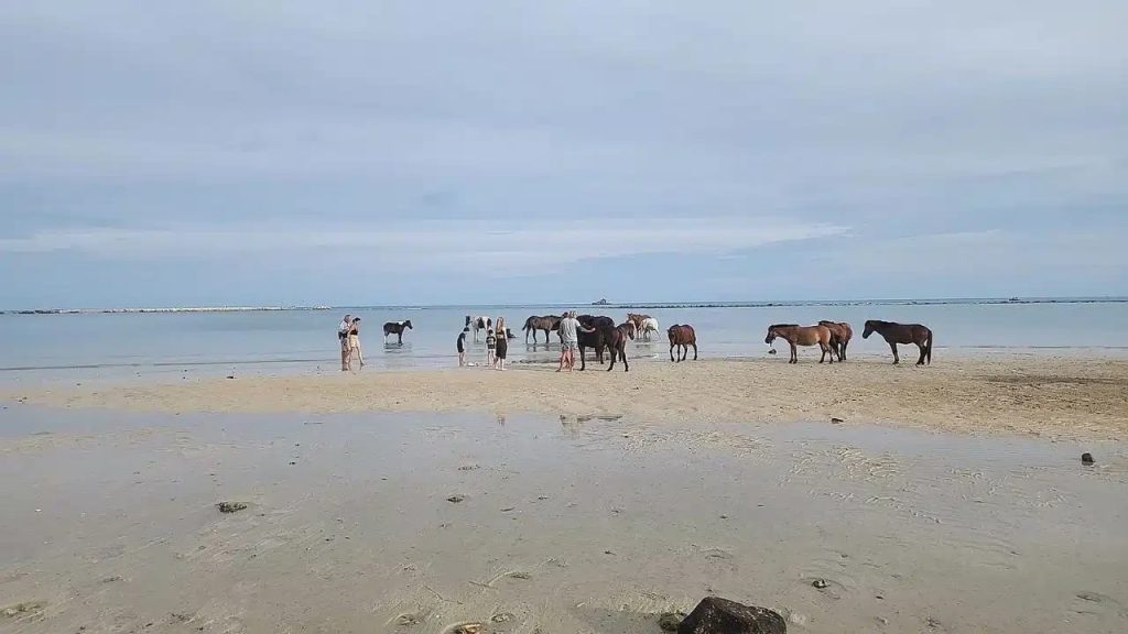 Ett tiotal hästar står i strandkanten omgivna av badande besökare