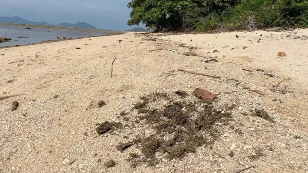 Hästspillning liggande kvar på sanden längs strandkanten
