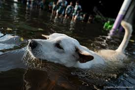 Vit hund simmar i grumligt oversvamningsvatten