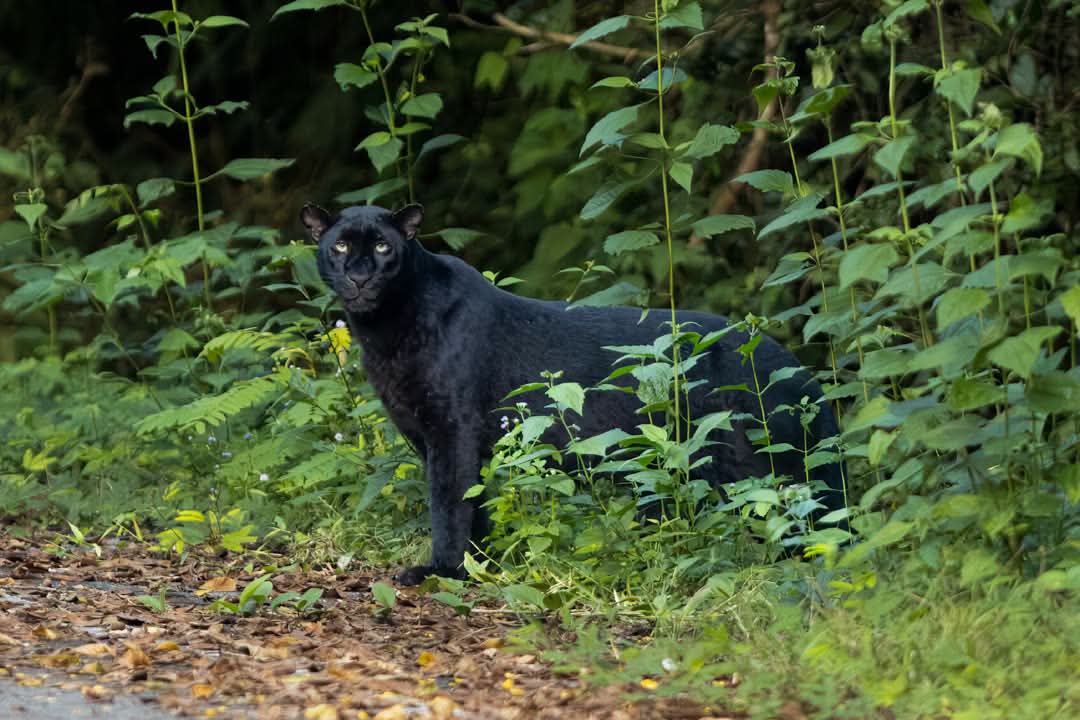 Svart panter delvis dold av grönska.