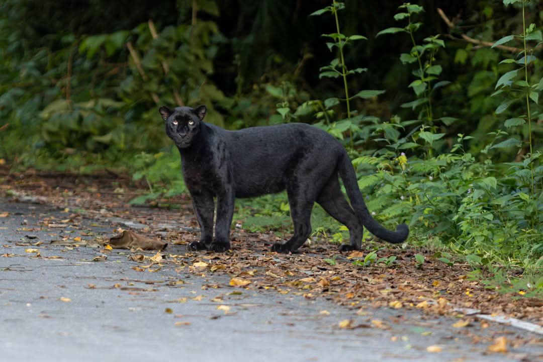 Svart panter vid vägkanten.