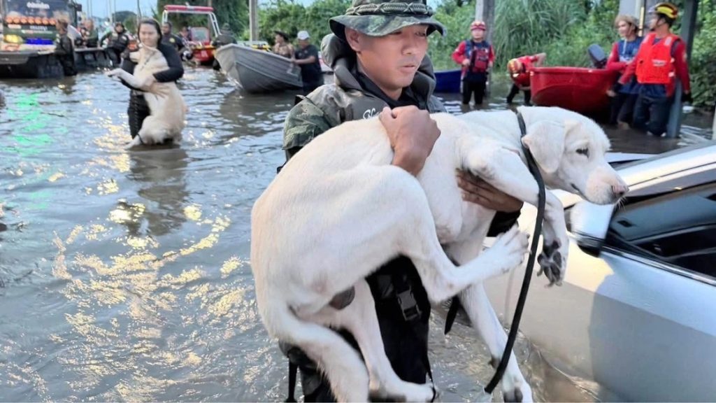 Soldat baer en vit hund genom oversvammat vatten